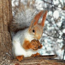 Схема вышивки «БЕЛКА»