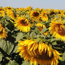 Схема вышивки «поле»