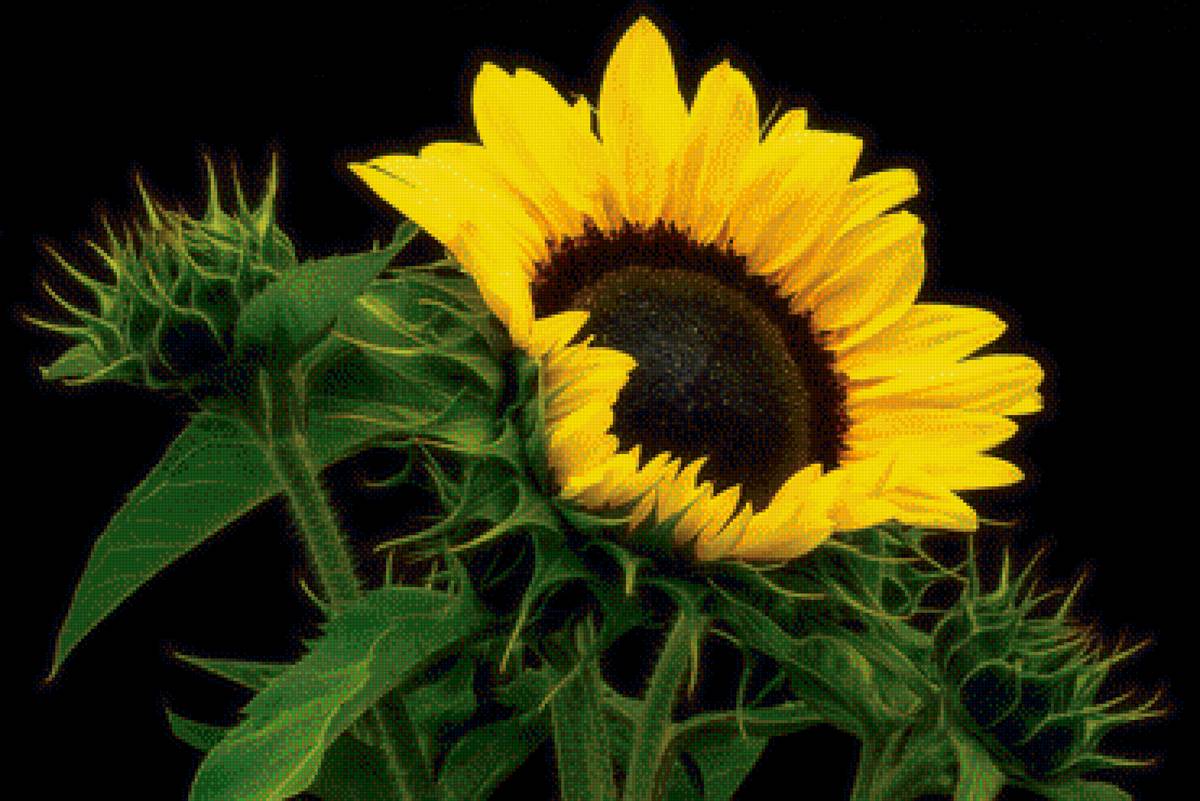 солнышко - предпросмотр