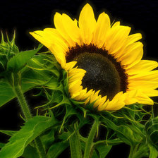 Схема вышивки «солнышко»