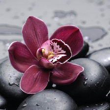 Схема вышивки «цветон»