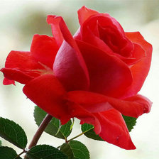 Схема вышивки «364»