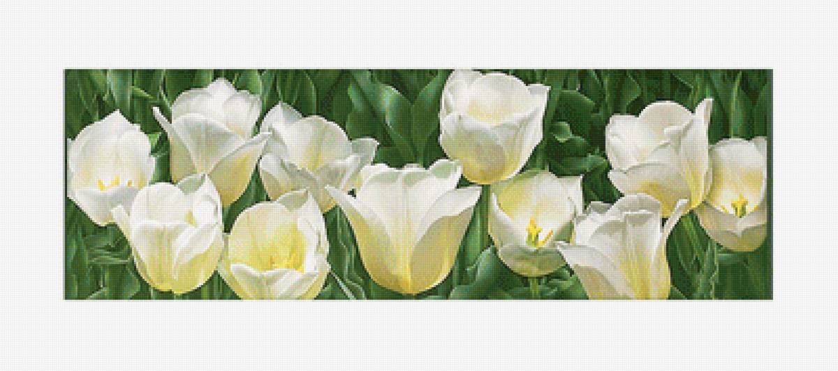 Серия "Тюльпаны" - флора, цветы, тюльпаны - предпросмотр