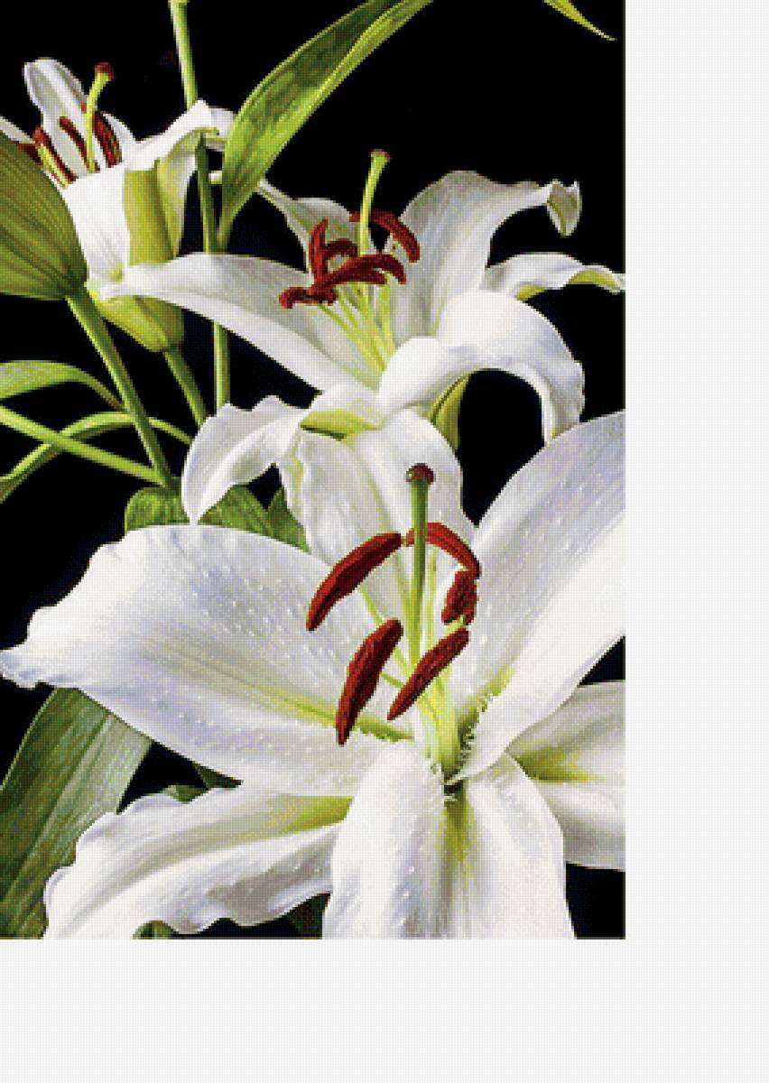 Серия "Лилии" - флора, лилии, цветы - предпросмотр