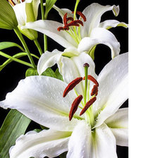 Схема вышивки «Серия "Лилии"»