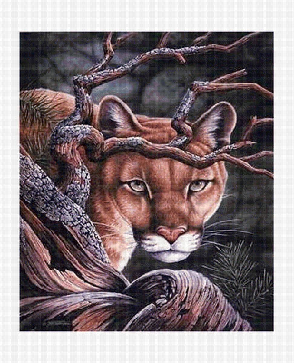 Пума - животные, звери - предпросмотр