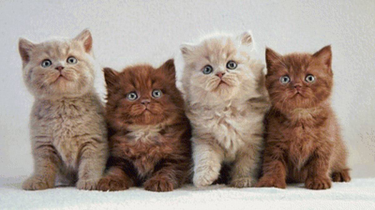 котята - кошки, котята - предпросмотр