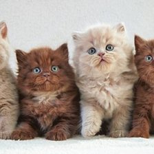 Схема вышивки «котята»