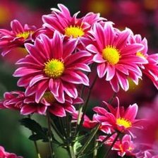 Схема вышивки «Цветы»