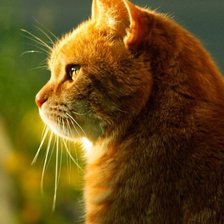 Схема вышивки «рыжий кот»