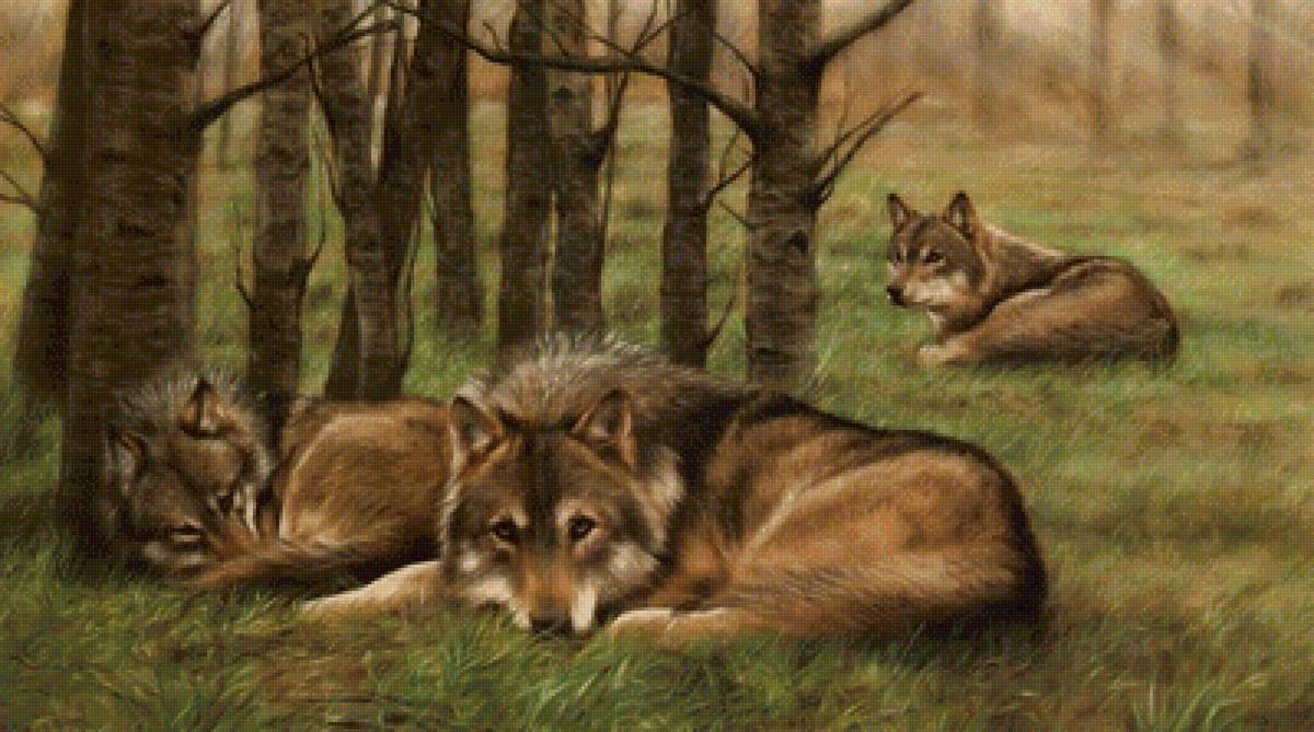 Волки - звери, животные - предпросмотр