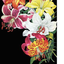 Схема вышивки «Серия "Лилии"»