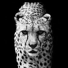 Схема вышивки «леопард»