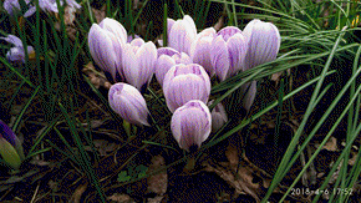 Крокусы - цветы, весна - предпросмотр