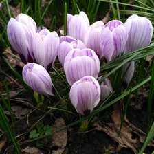 Схема вышивки «Крокусы»