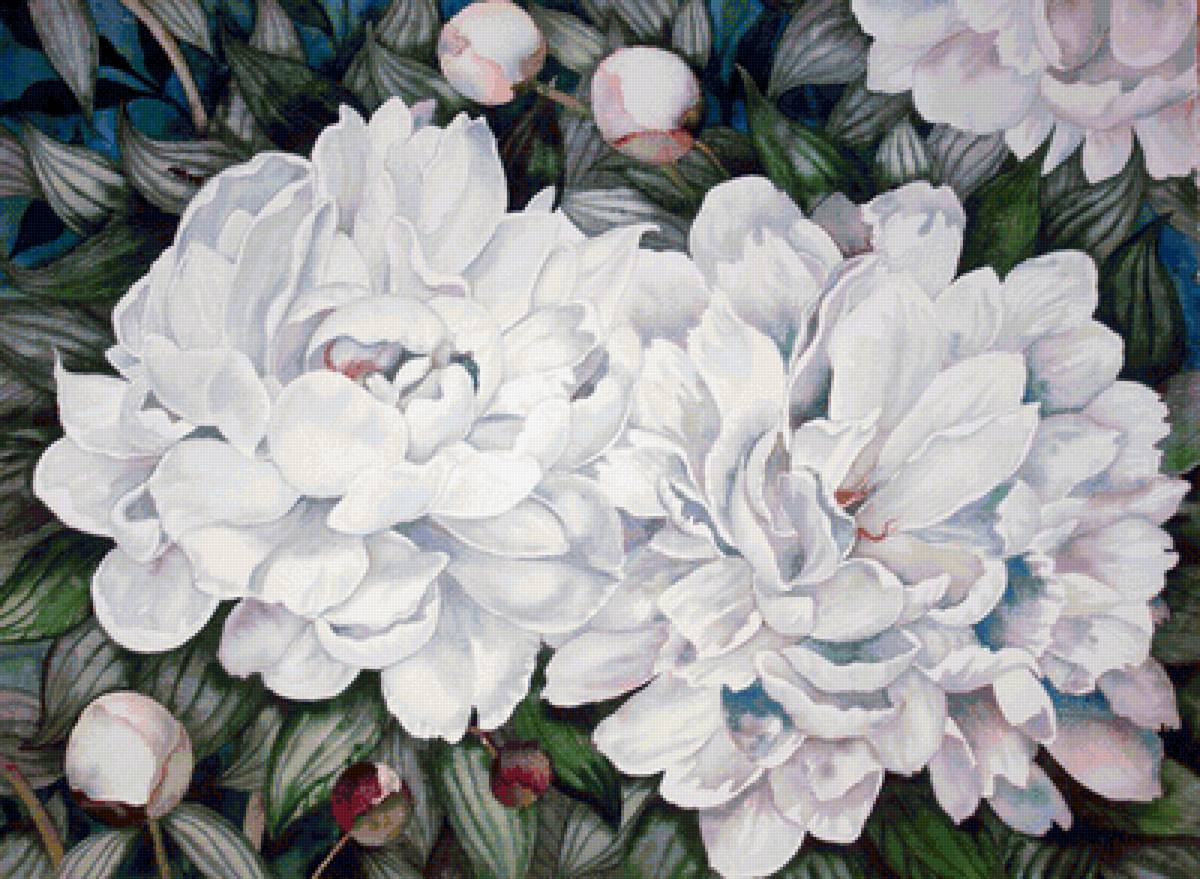 Белые пионы - пионы, цветы - предпросмотр