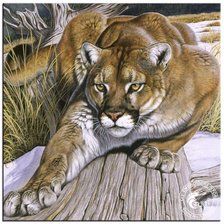 Схема вышивки «пума»