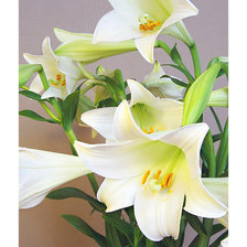 Схема вышивки «Серия "Лилии"»