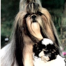 Схема вышивки «anzelika»