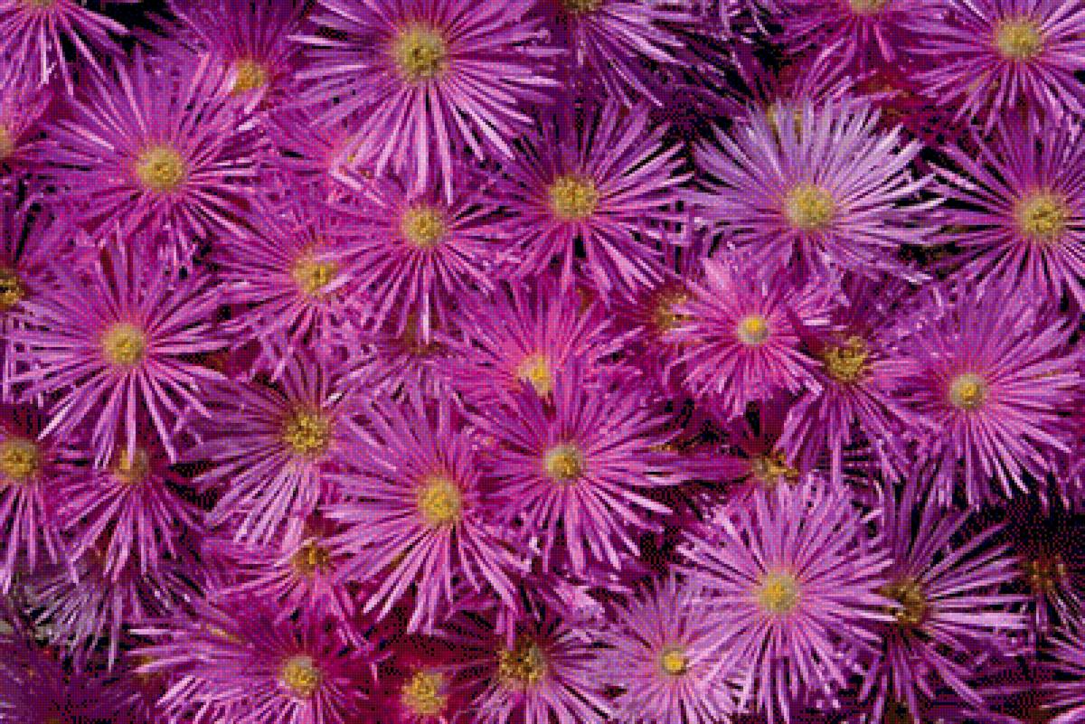 ОСЕНИЕ ЦВЕТЫ - осение цветы - предпросмотр