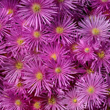 ОСЕНИЕ ЦВЕТЫ