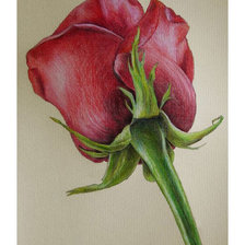 Схема вышивки «Серия "Розы". Бутон»