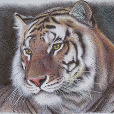 Схема вышивки «тигр»