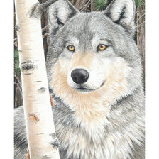 Схема вышивки «Серия "Хищники". Волк»