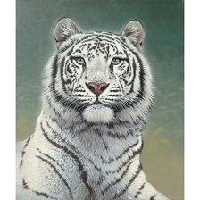 Схема вышивки «Серия "Хищники". Тигр»