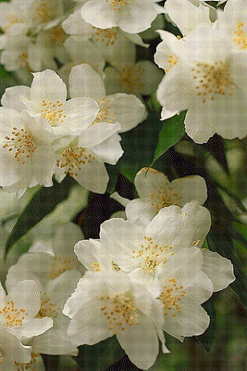 ЖАСМИН - жасмин - предпросмотр