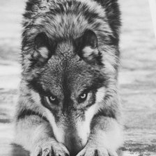 Схема вышивки «Волк»