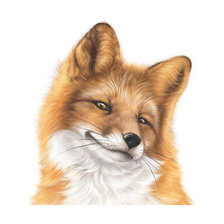 Схема вышивки «Серия "Лисы"»