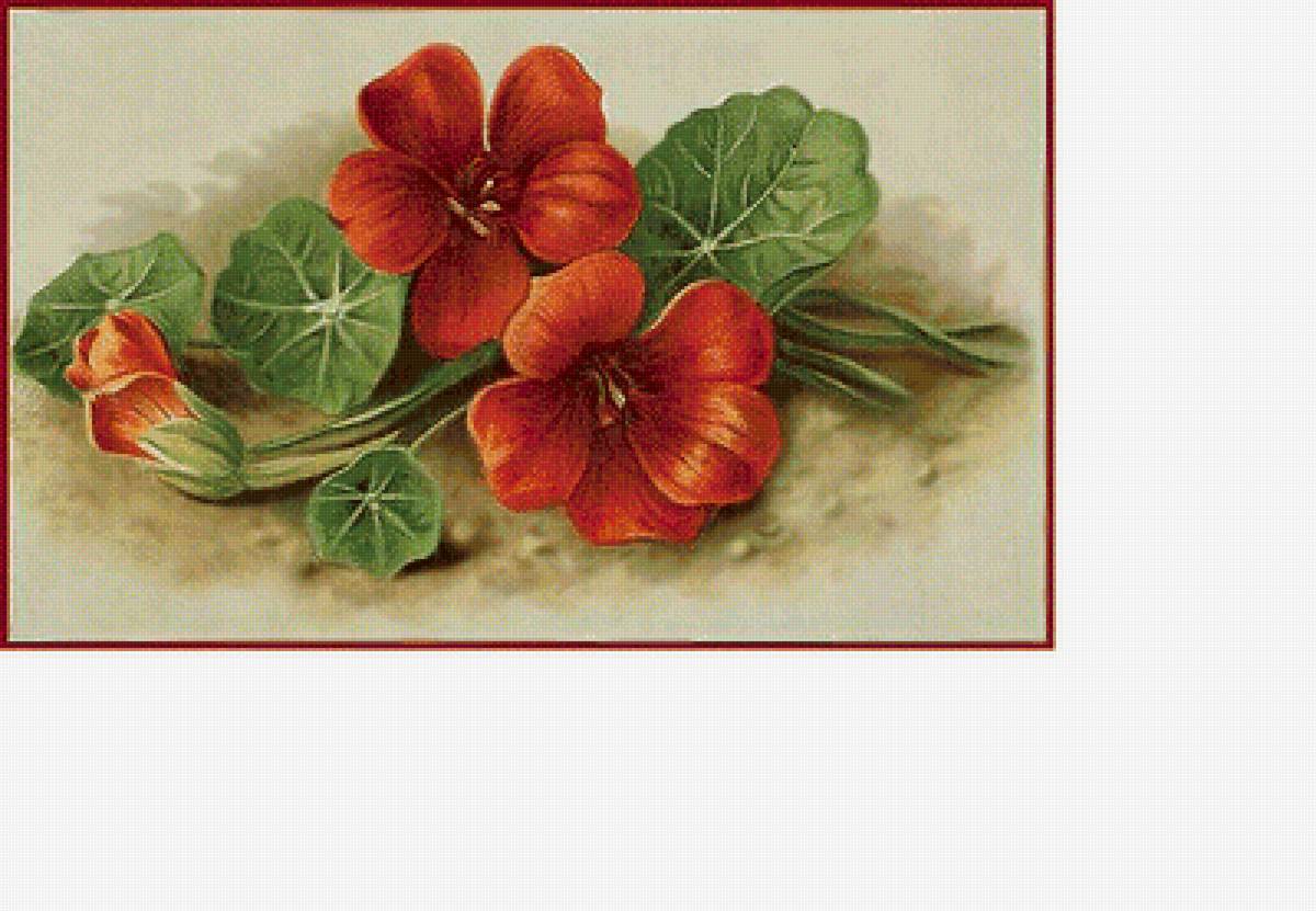 Серия "Настурции" - флора, цветы, настурции - предпросмотр