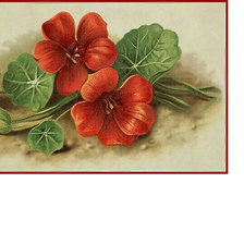 Схема вышивки «Серия "Настурции"»