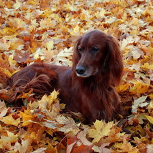 Схема вышивки «Рикки»