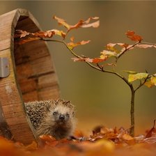 Схема вышивки «ежик»