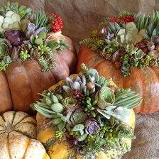 Схема вышивки «тыквы»