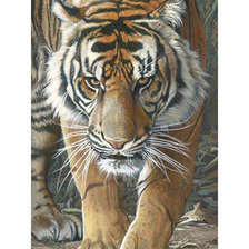 Схема вышивки «Серия "Хищники". Тигр»