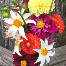 Схема вышивки «Георгины»