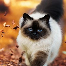 Схема вышивки «Кот»