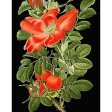 Схема вышивки «Серия "Розы". Шиповник»