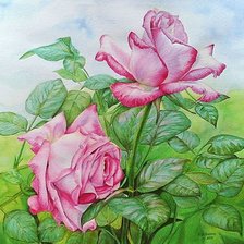 Схема вышивки «Розы.»