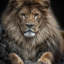 Схема вышивки «лев»