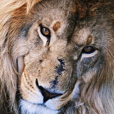 Схема вышивки «лев»