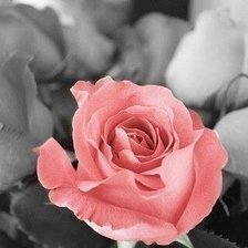 Схема вышивки «роза»