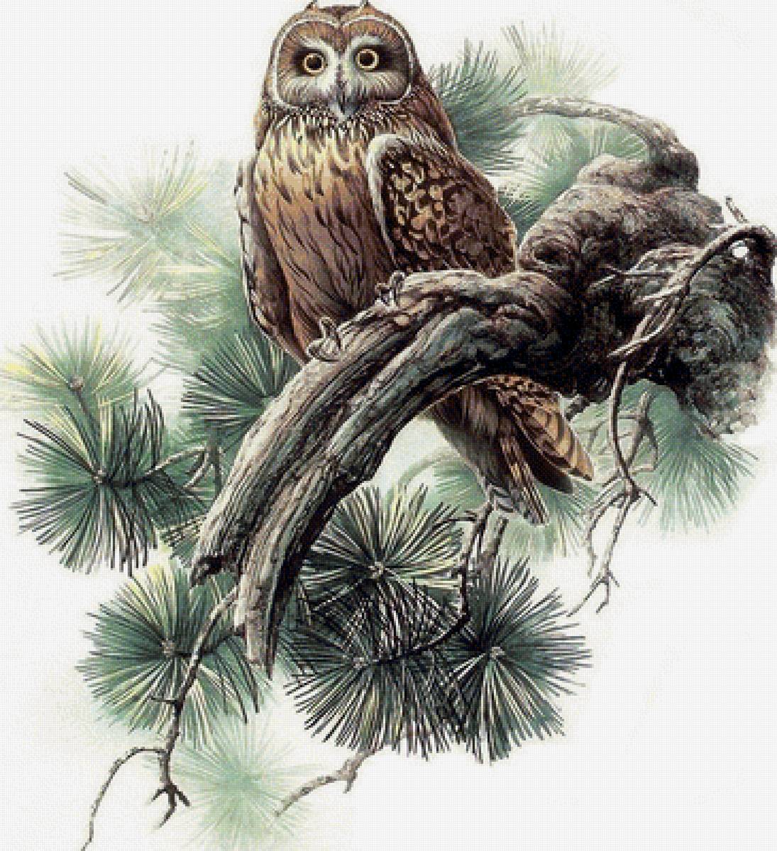 Совушка - птицы на дереве - предпросмотр