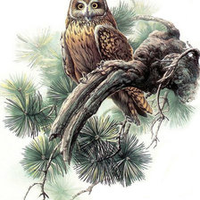 Схема вышивки «Совушка»