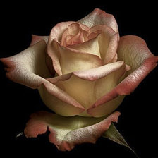 Схема вышивки «роза»