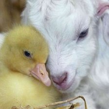 Схема вышивки «Ягнёнок и утёнок»