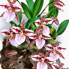 Схема вышивки «orchidea»